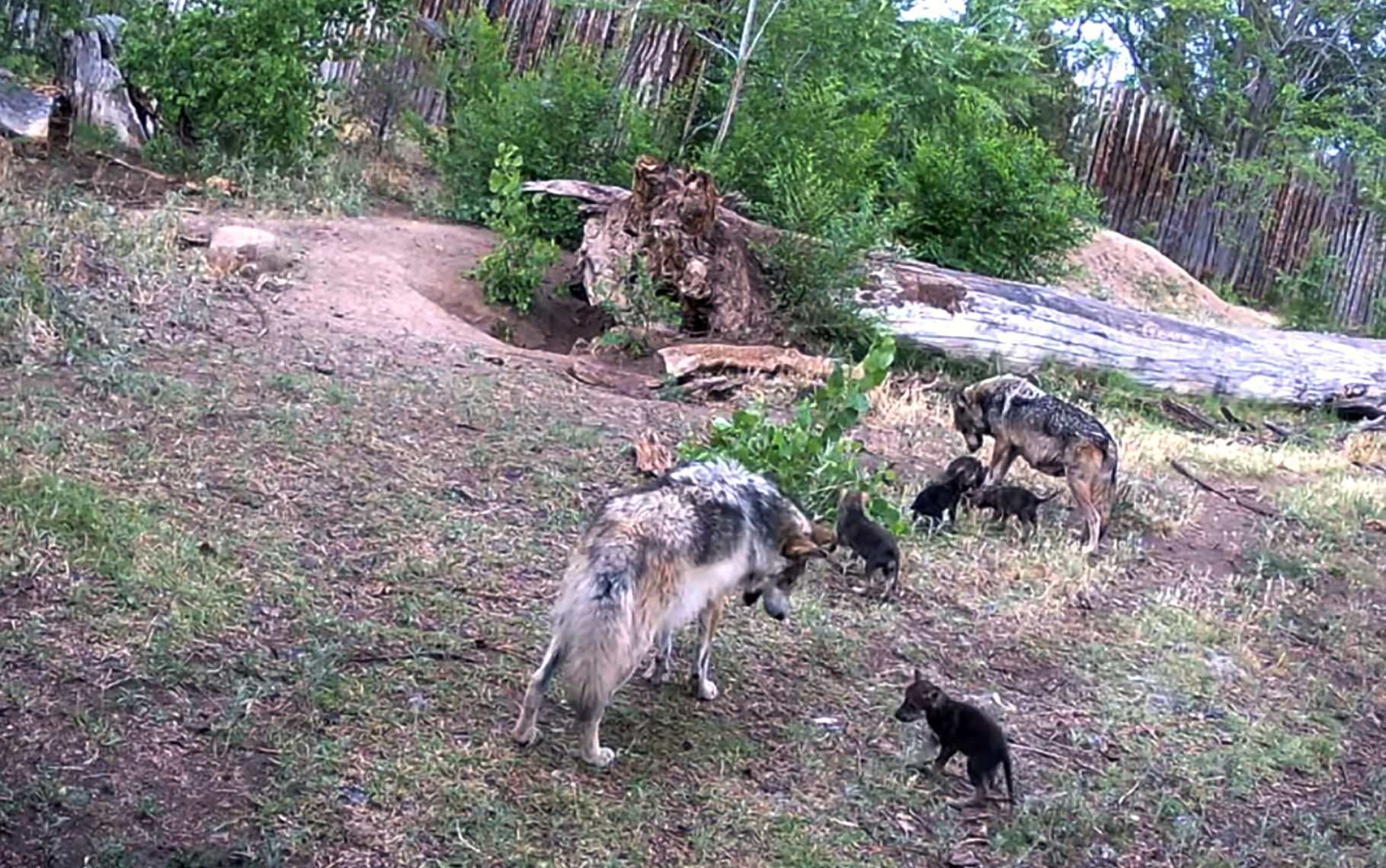 Endangered Wolves-Pups